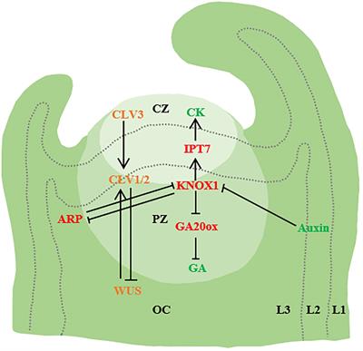 Overview of molecular mechanisms of plant leaf development: a systematic review